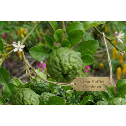 Lima Kaffir Vaso 10L