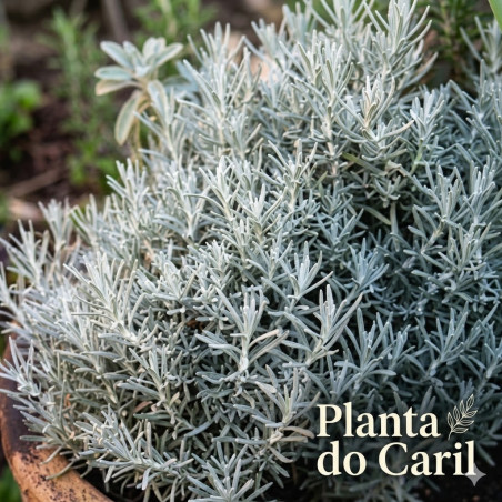 Planta do Caril ( Helichrysum italicum)