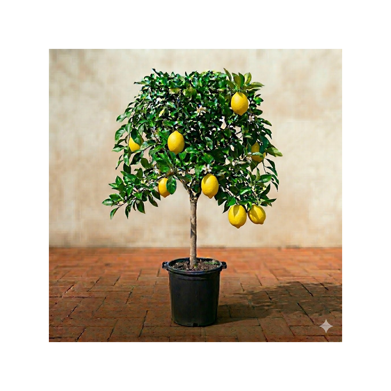 Limoeiro em Vaso de 10L