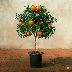 Tangerina em Vaso de 10L
