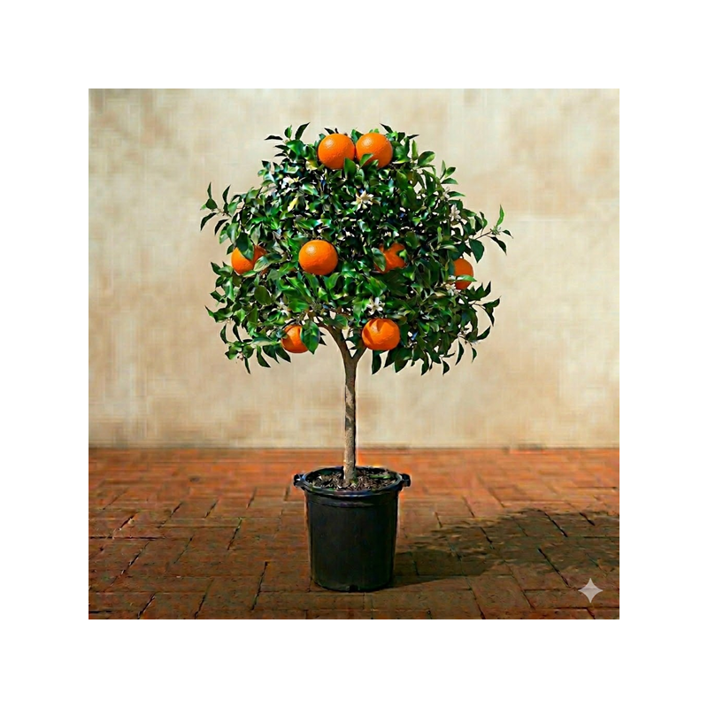 Tangerina em Vaso de 10L