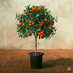 Clementinas em Vaso de 10L