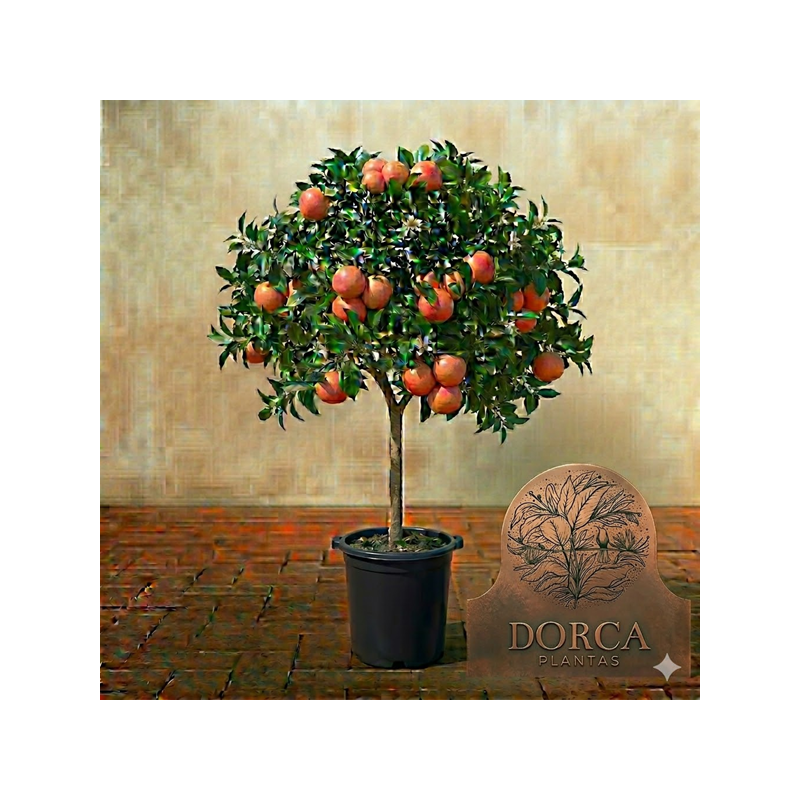 Toranja Star Ruby em Vaso de 10L