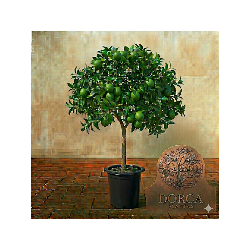 Limeira em Vaso 10L