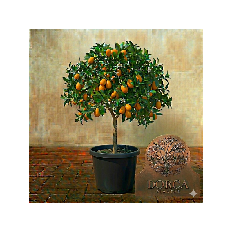 Kumquat Nagami Vaso 35L