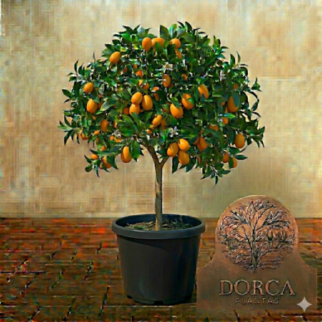 Kumquat Nagami Vaso 35L