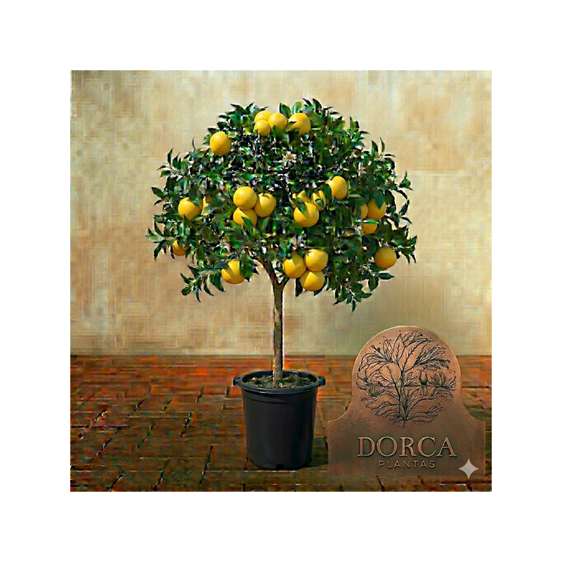 Toranja Marshseedless Vaso 10L