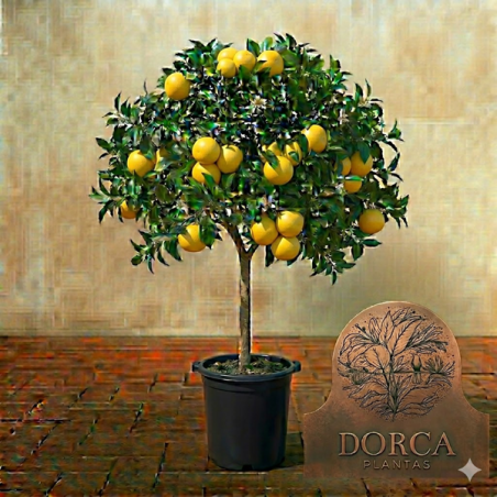 Toranja Marshseedless Vaso 10L