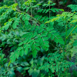 Moringa Oleifera Flor Branca