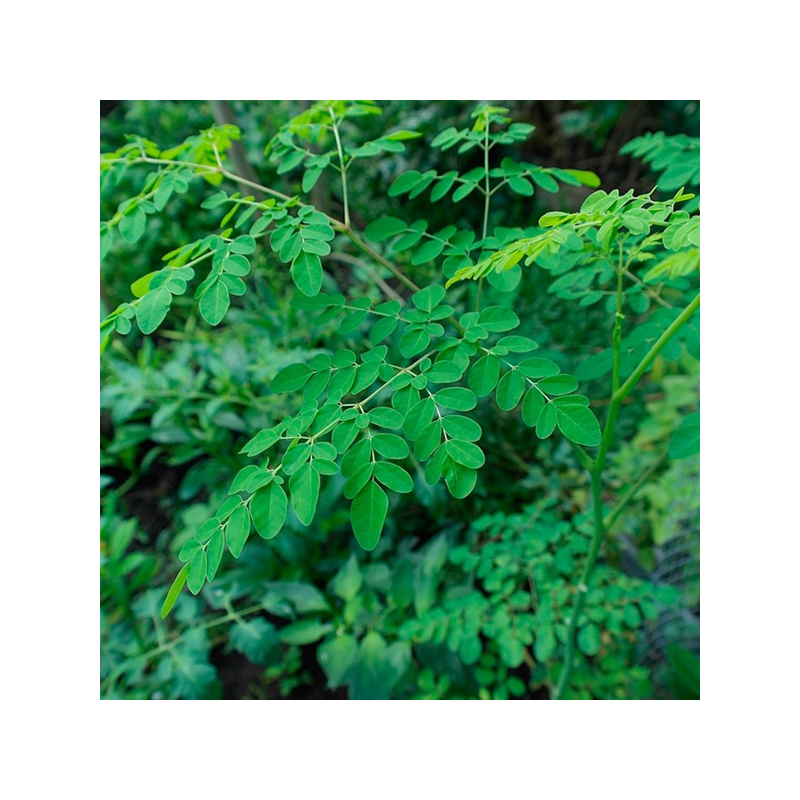 Moringa Oleifera Flor Branca
