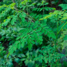 Moringa Oleifera Flor Branca