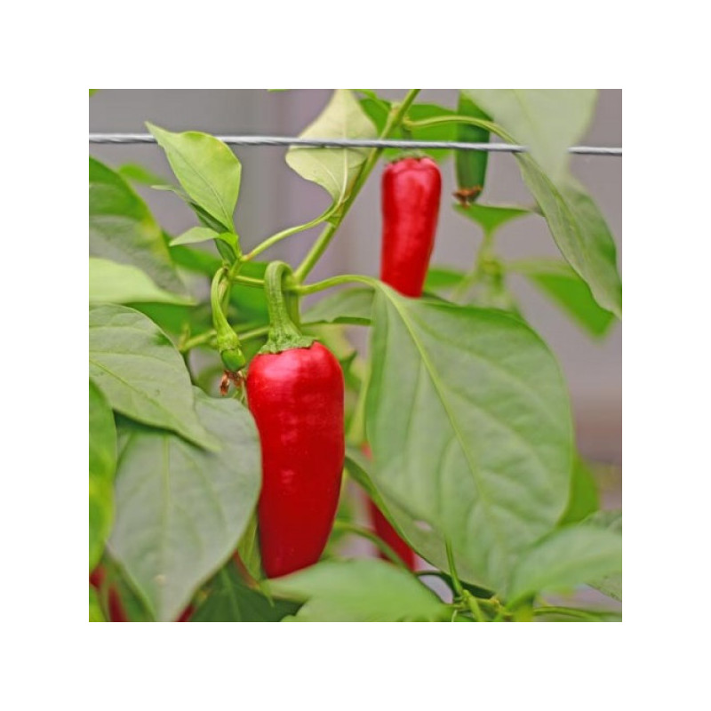 Pimenta Jalapeño ( Capsicum  Annuum)