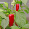 Pimenta Jalapeño ( Capsicum  Annuum)