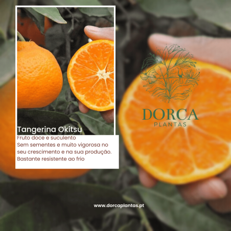 Tangerina Okitsu ( Citrus Reticulata)