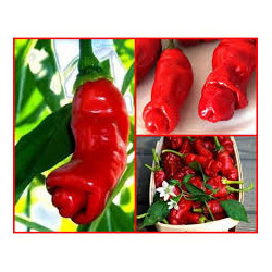 Pimenta Peter Pepper ( Capsicum  Annuum)