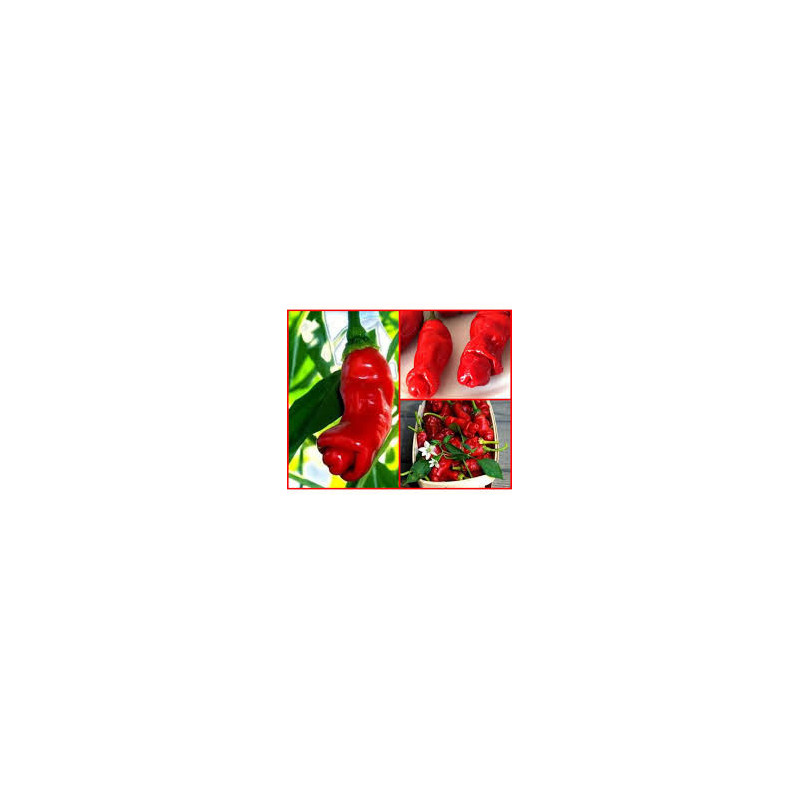 Pimenta Peter Pepper ( Capsicum  Annuum)