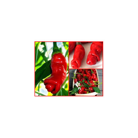 Pimenta Peter Pepper ( Capsicum  Annuum)