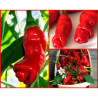 Pimenta Peter Pepper ( Capsicum  Annuum)