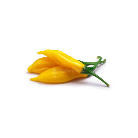 Pimenta Aji Lemon Drop (Capsicum Baccatum) (