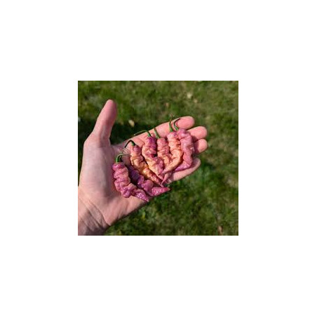 Pimenta Bela Purples Peach ( Capsicum chinense)