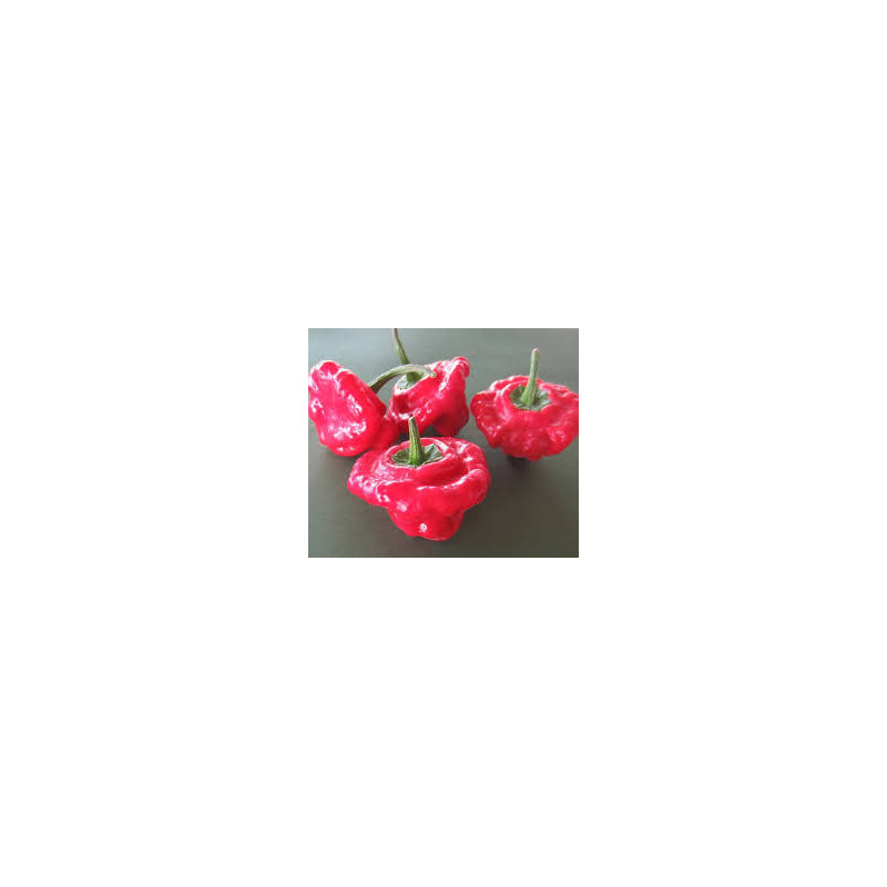 Pimenta Jamaica Red ( Capsicum Chinense)