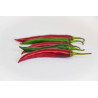Pimenta Cayenna ( Capsicum Baccatum)