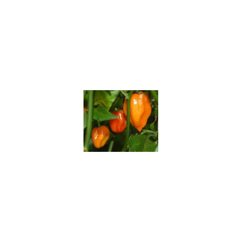 Pimenta Habanero Orange (Capsicum Chinense)