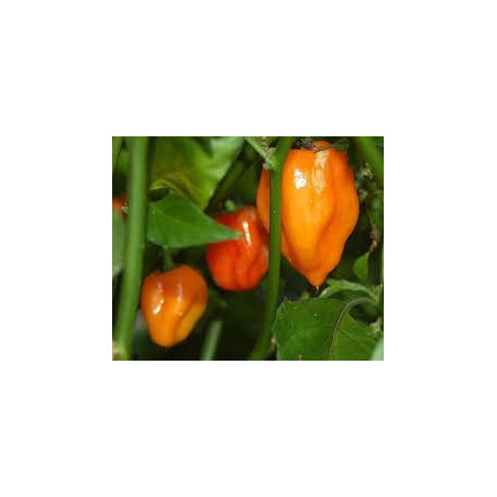 Pimenta Habanero Orange (Capsicum Chinense)