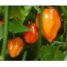 Pimenta Habanero Orange (Capsicum Chinense)