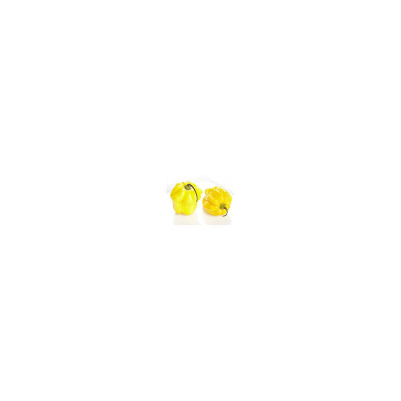 Pimenta Habanero Yellow (Capsicum Chinense)