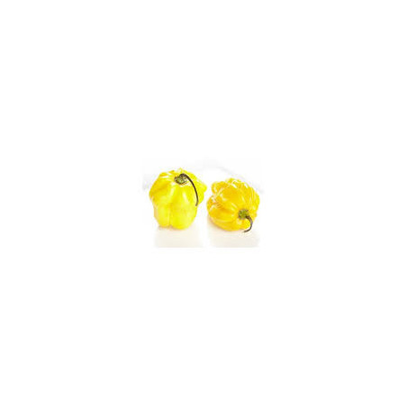 Pimenta Habanero Yellow (Capsicum Chinense)