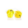 Pimenta Habanero Yellow (Capsicum Chinense)