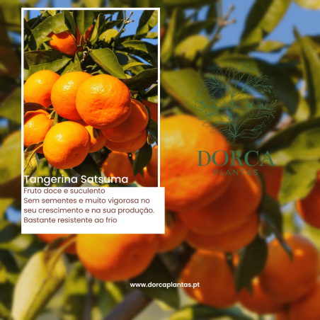 Tangerina Satsuma ( Citrus Reticulata)
