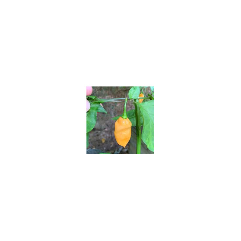 Pimenta Peach X (Capsicum Chinense)
