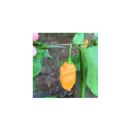 Pimenta Peach X (Capsicum Chinense)