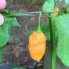 Pimenta Peach X (Capsicum Chinense)