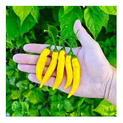 Pimenta Lemon Reader (Capsicum Baccatum)