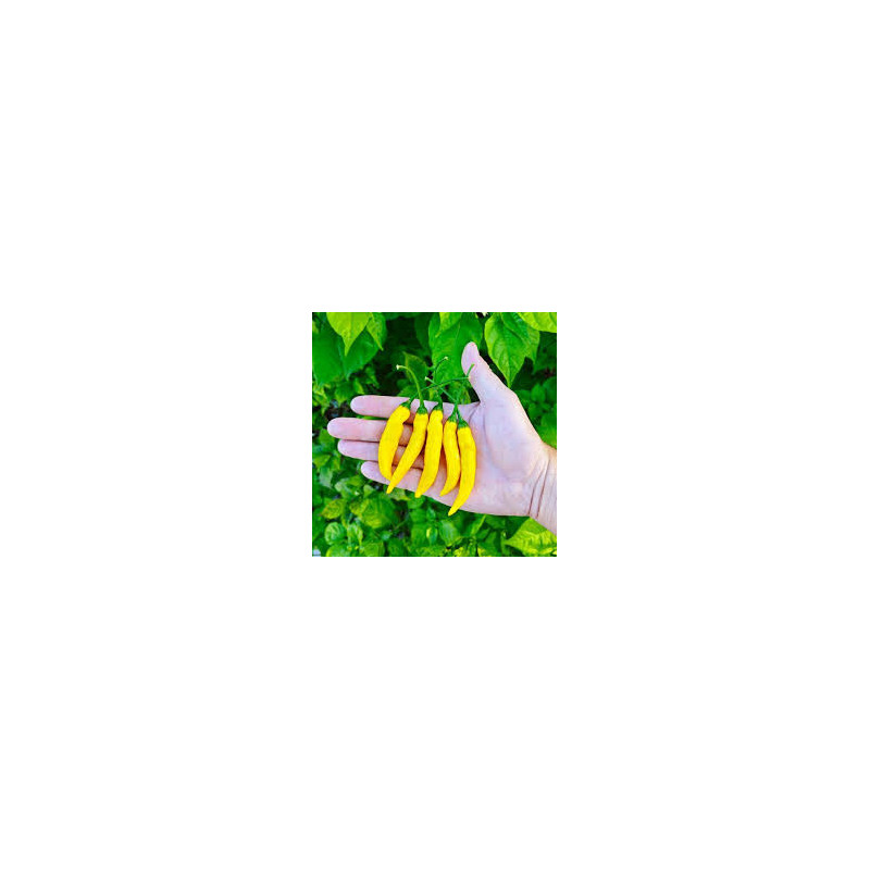 Pimenta Lemon Reader (Capsicum Baccatum)