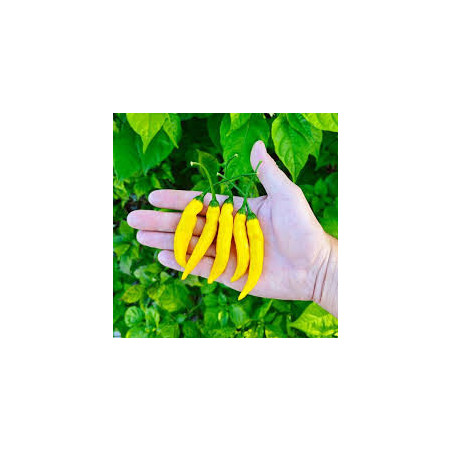 Pimenta Lemon Reader (Capsicum Baccatum)