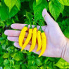 Pimenta Lemon Reader (Capsicum Baccatum)