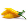 Pimenta Lemon Reader (Capsicum Baccatum)