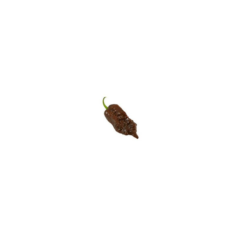 Pimenta Gator Jigasaw Purple (Capsicum Chinense)