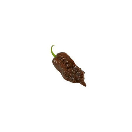 Pimenta Gator Jigasaw Purple (Capsicum Chinense)