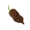 Pimenta Gator Jigasaw Purple (Capsicum Chinense)