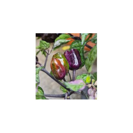 Pimenta Scarlet Variegata (Capsicum annuum)