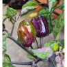 Pimenta Scarlet Variegata (Capsicum annuum)