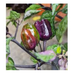 Pimenta Serrano (Capsicum Annuum)