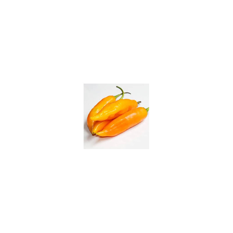Pimenta Aji Amarillo (Capsicum Baccatum) (
