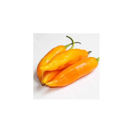 Pimenta Aji Amarillo (Capsicum Baccatum) (