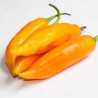 Pimenta Aji Amarillo (Capsicum Baccatum) (